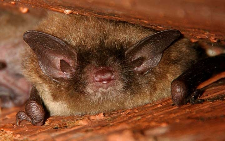 Little Brown Bats