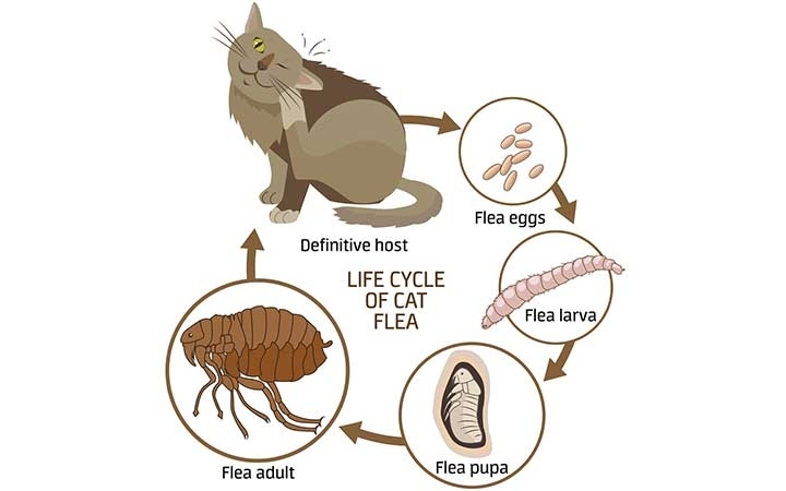 Cat Fleas