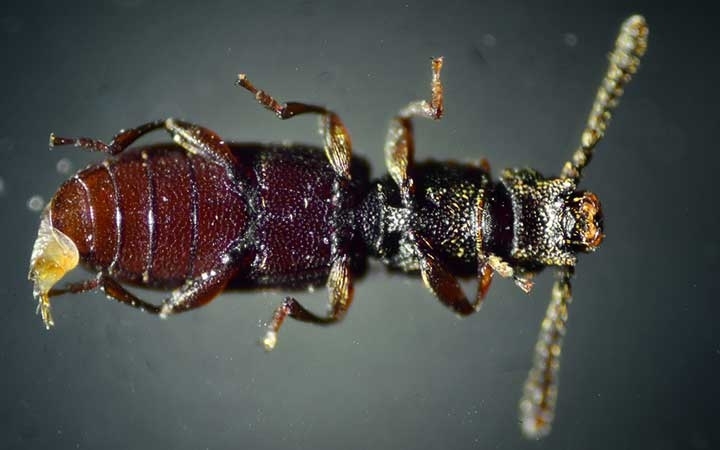 Sawtooth Grain Beetles