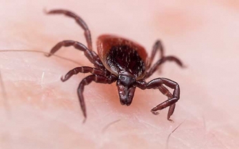 Carpenter Ants